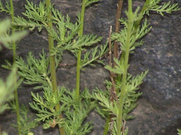 Achillea ligustica / Millefoglio ligure